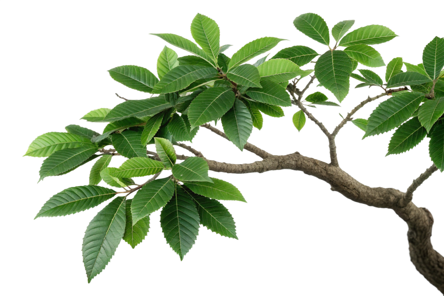 Vibrant Green Leaves on a Lush Tree Branch Isolated on Black Background png