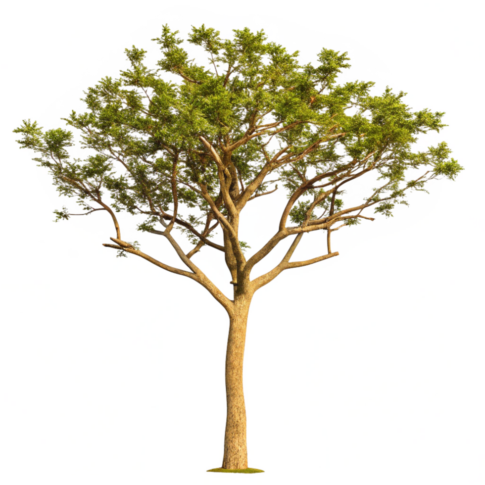 A single tree stands tall and proud against a white background with colorful pixelated artifacts png