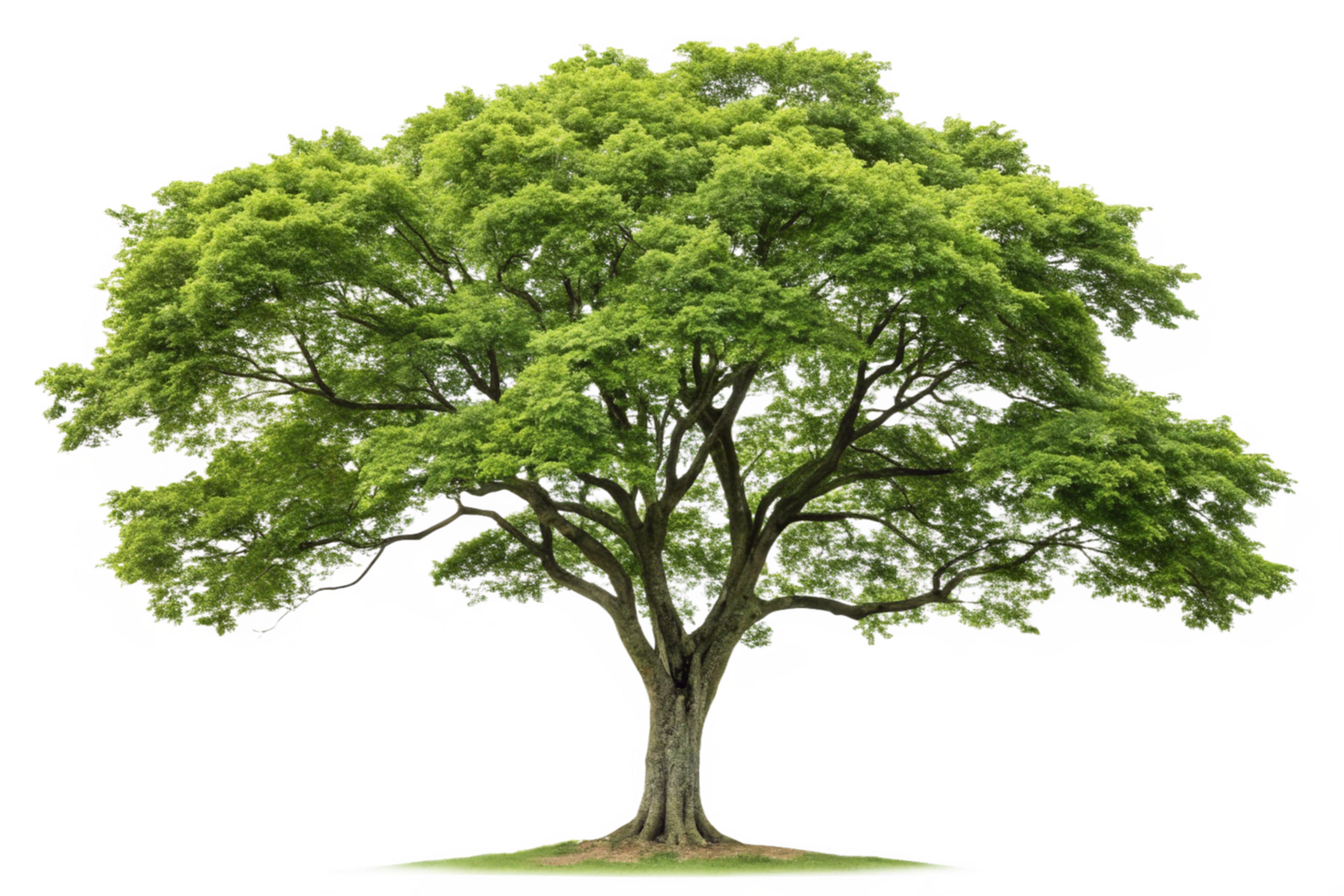 Majestic Green Tree Isolated on Black Background Lush Foliage Canopy Branches Trunk Nature png