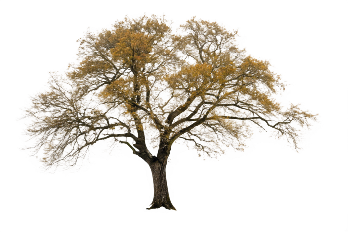 Majestic Oak Tree in Autumnal Hues Isolated on Black Background png