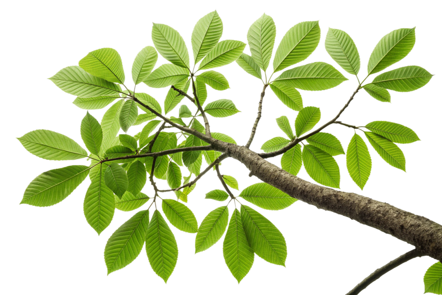 Closeup View of Lush Green Leaves and Branch of a Tree Against Black Background png