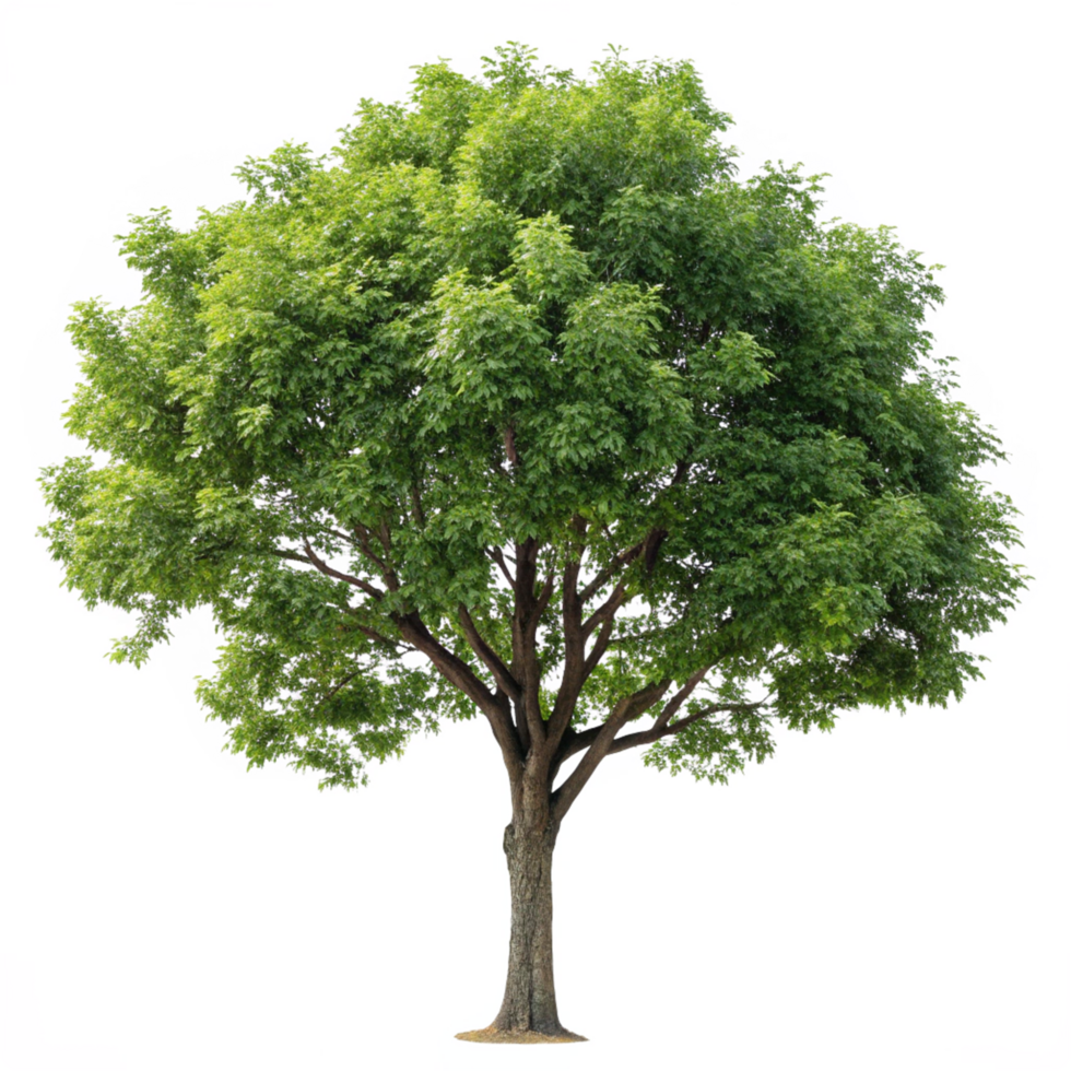 A Majestic FullGrown Green Tree Isolated on a White Background png