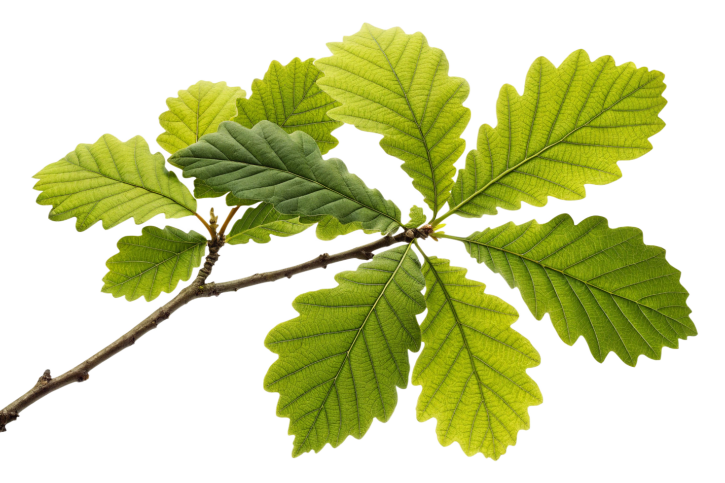 Closeup of a Branch with Vibrant Green Oak Leaves against a Black Background png