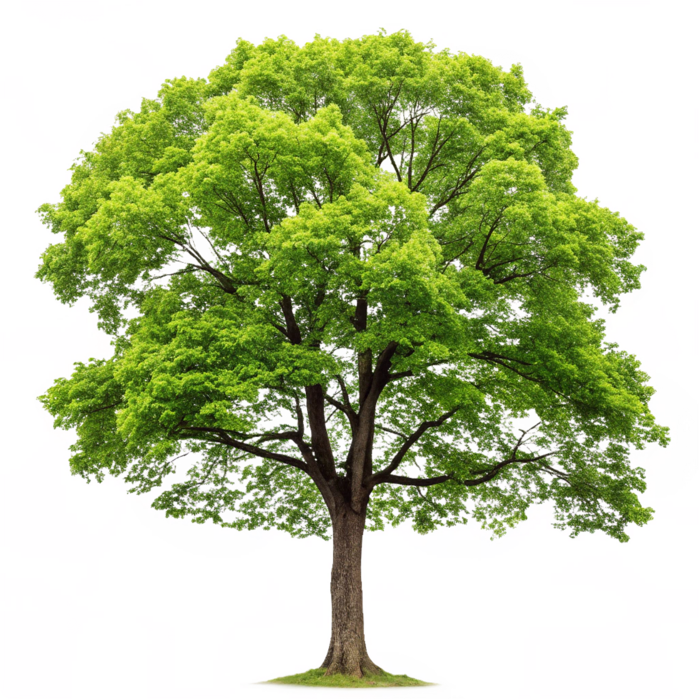 Majestic Green Tree in Full Summer Foliage Isolated on White Background png