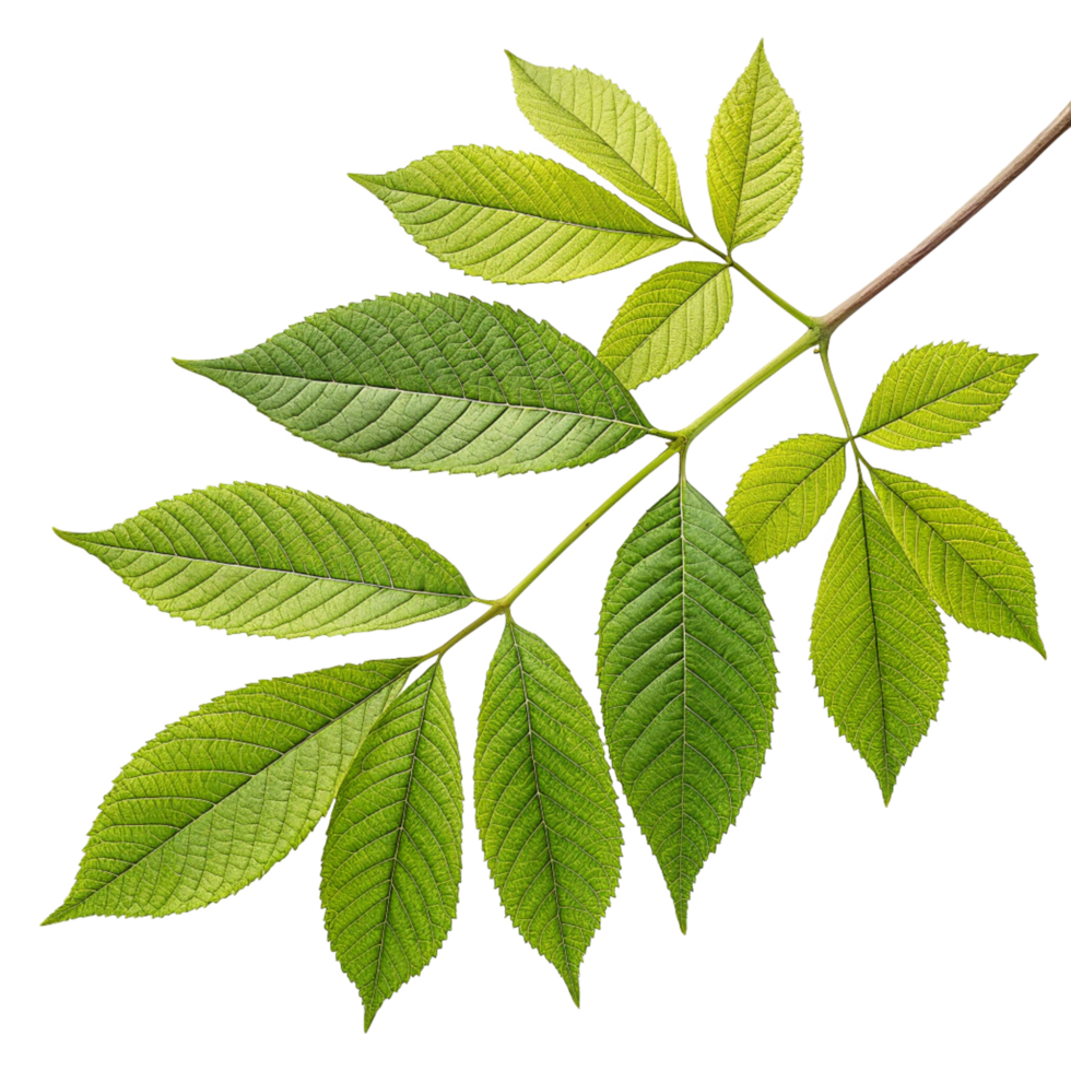 Closeup of vibrant leaf branch with serrated edges against a black background png