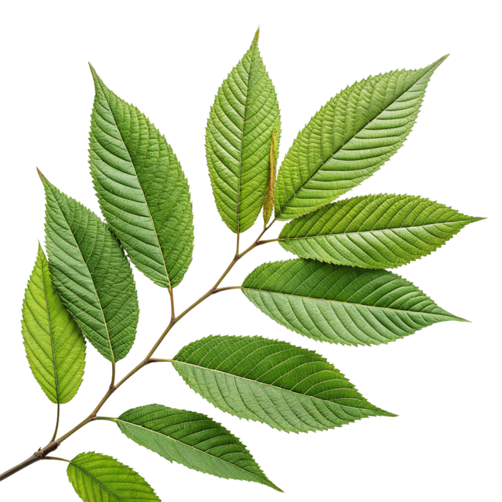 A Detailed Closeup of a Lush Green Branch with Multiple Leaves png