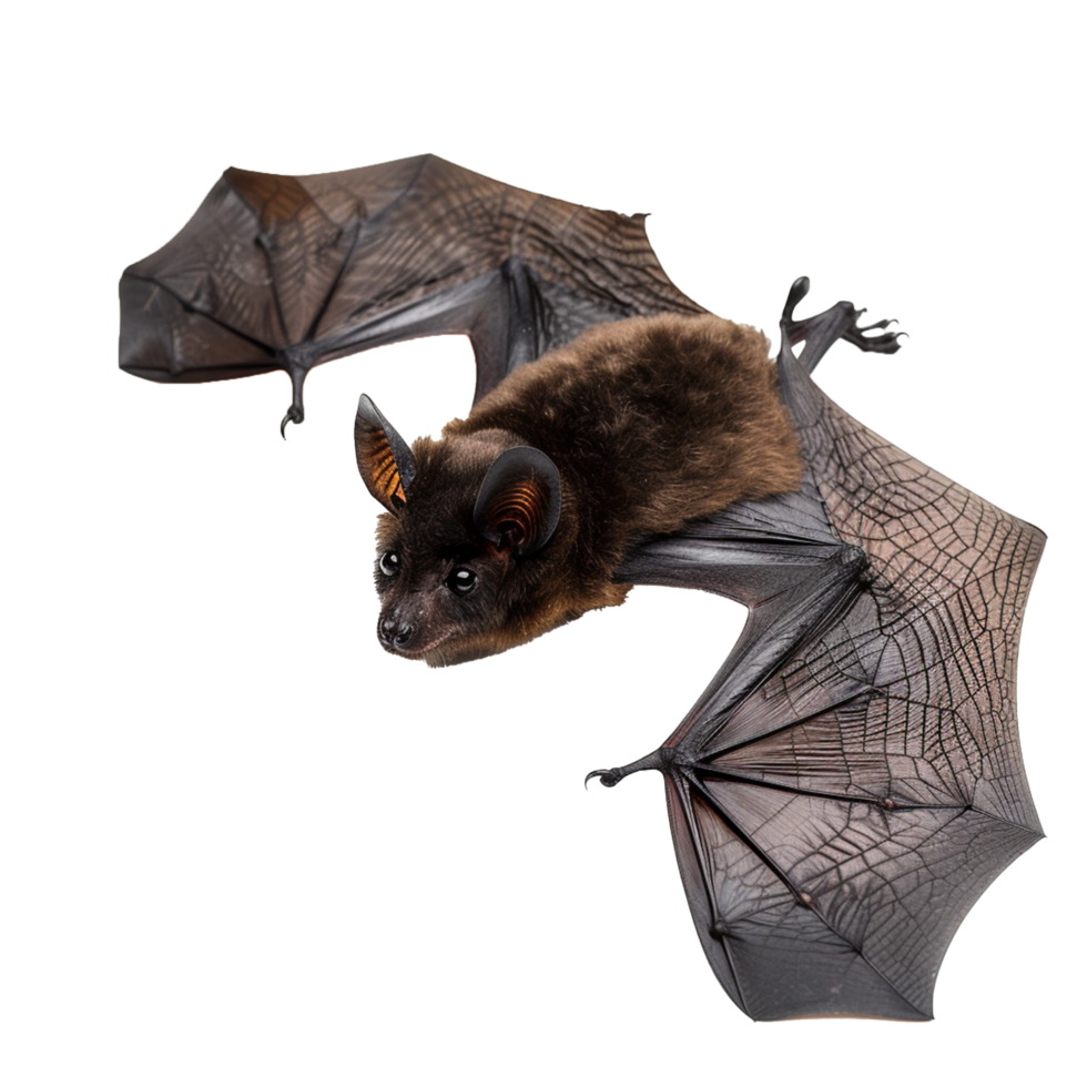 A Detailed Closeup of a Brown Bat with Spread Wings on a White Background png