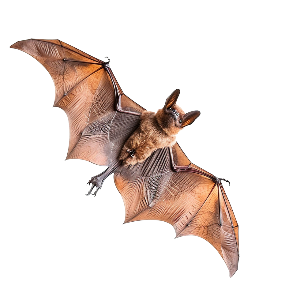Spectacular Aerial View of a Brown Bat with Detailed Wing Structure and Fur png