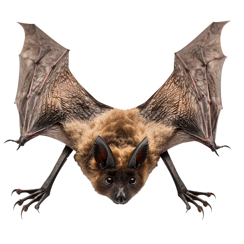 Closeup of a brown bat with wings spread wide showing detailed texture of fur and membrane png