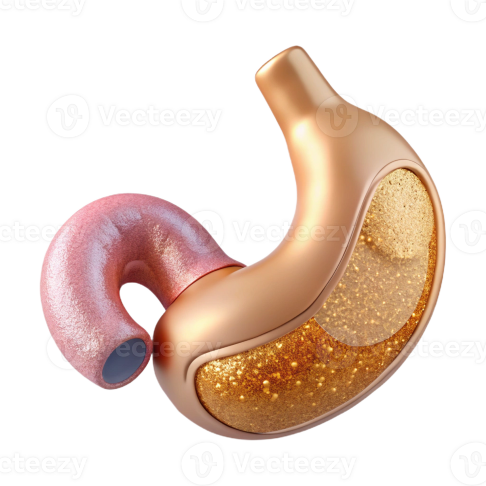 impressive contemporary Human Stomach Anatomy Labeled Transparent Gastroenterology Diagram exclusive png