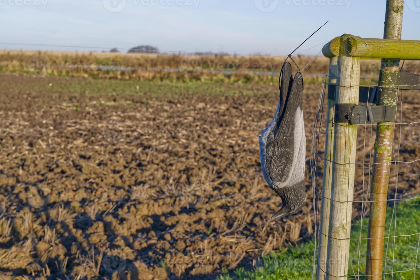 Dead Bird Hanging on Fence in Rural Field photo