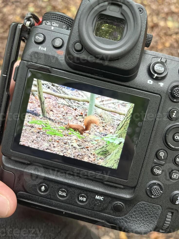 Camera Displaying Squirrel in Forest photo