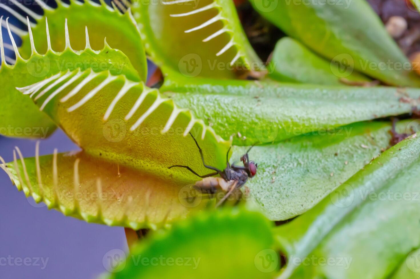 Venus Flytrap with Captured Fly photo