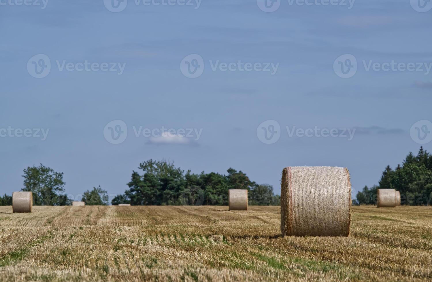 Scenic Field with Round Hay Bales photo