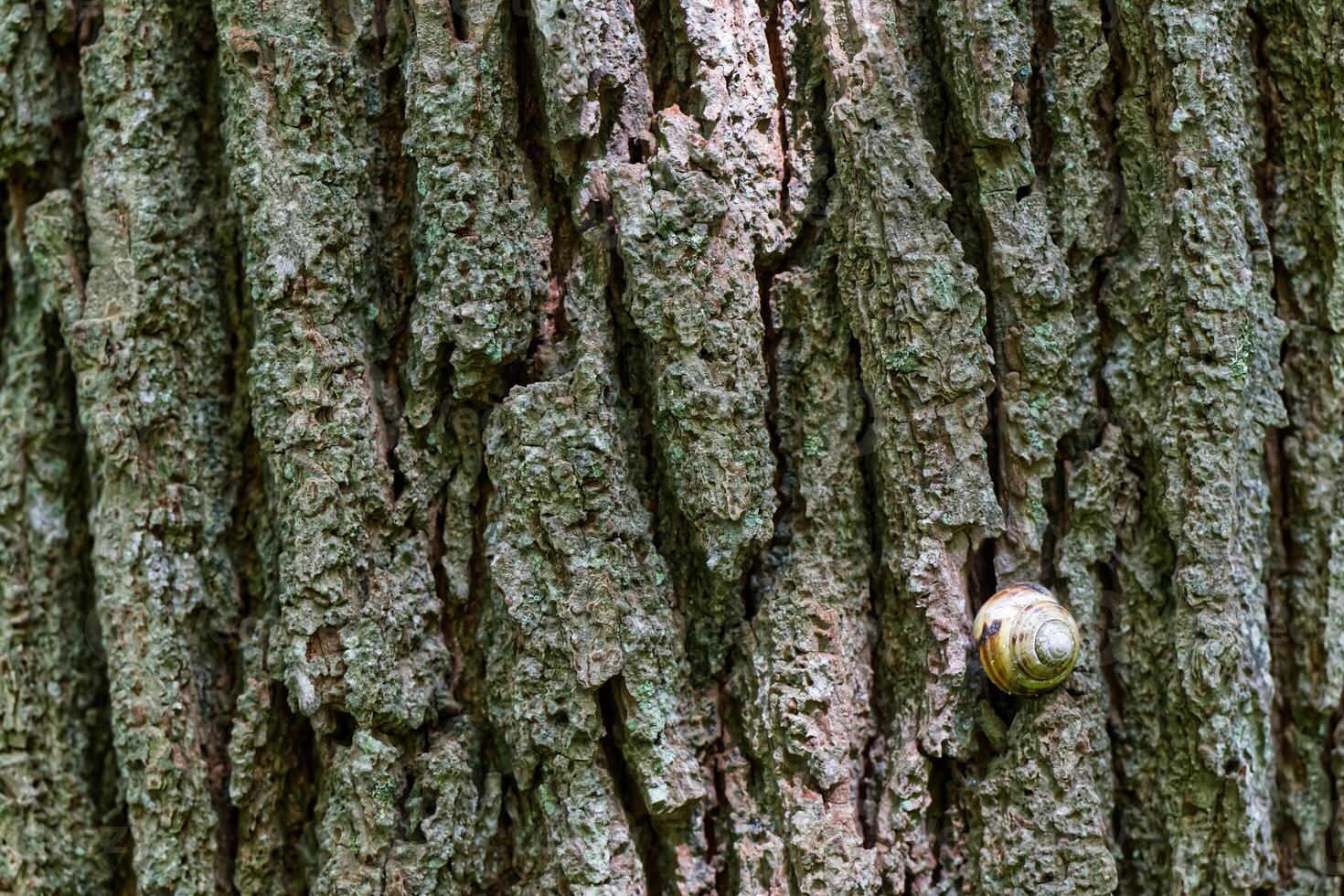 Snail on Textured Tree Bark photo