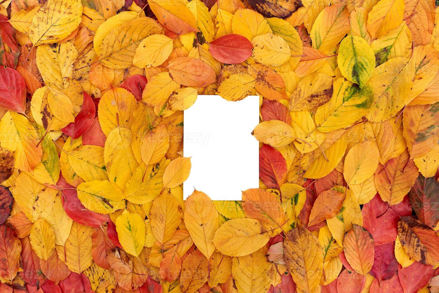 Rectangular white empty frame, covered with leaves along the edges, lies on the autumn foliage photo