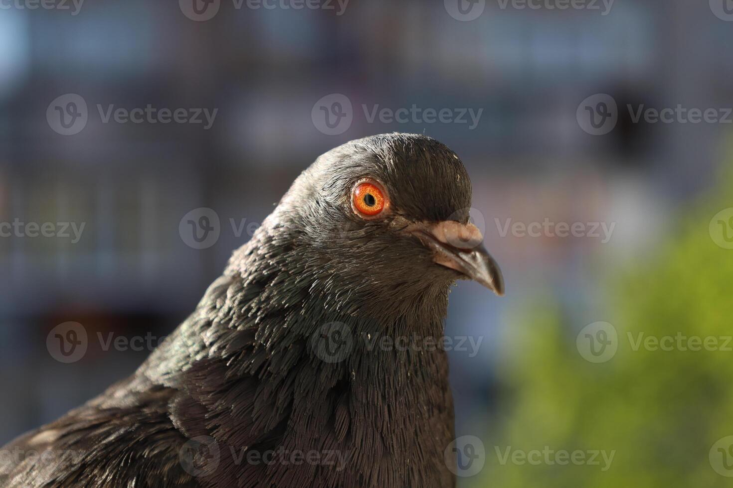 Piigeon closeup portrait, bird on the window, summer day, pigeon beautiful portrait, pigeons eyes in macro photo