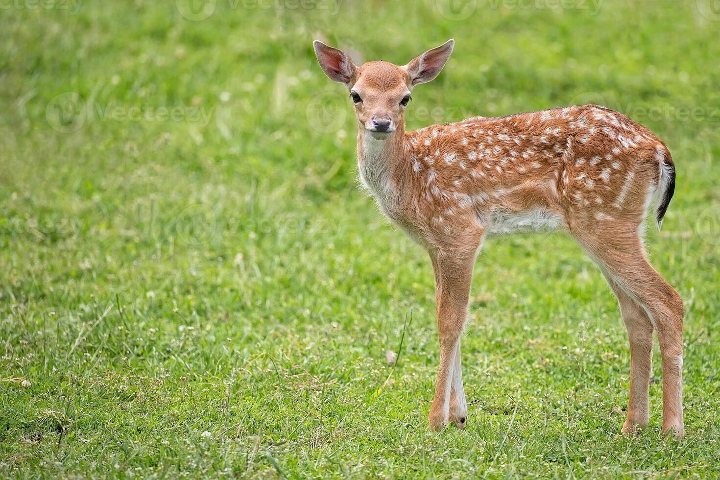 Young fallow deer in a clearing in the wild photo