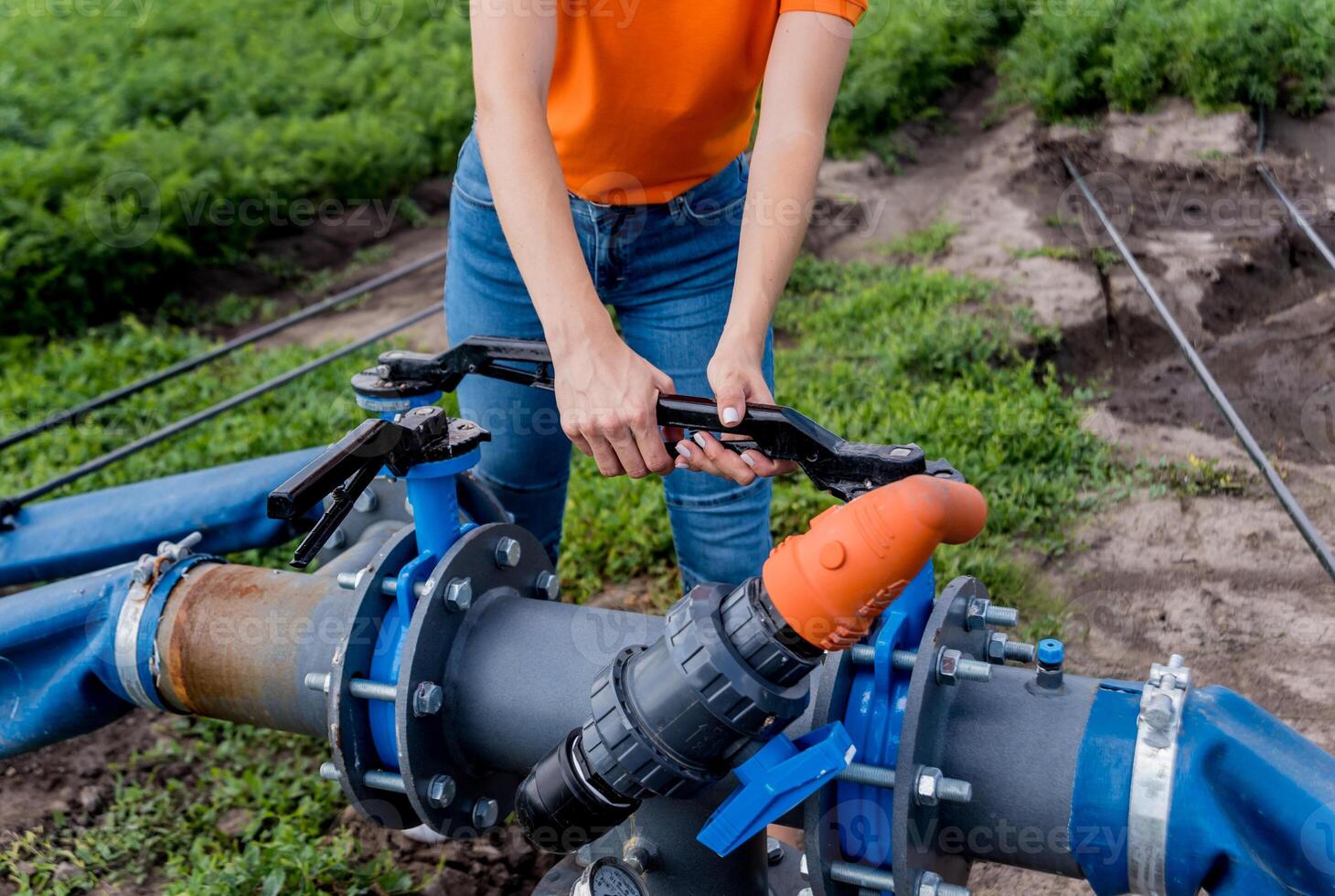 Drip irrigation system. Water saving drip irrigation system being used photo