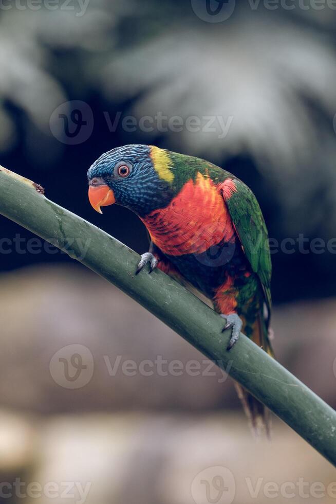 Multicolored bright parrot sitting on branch photo