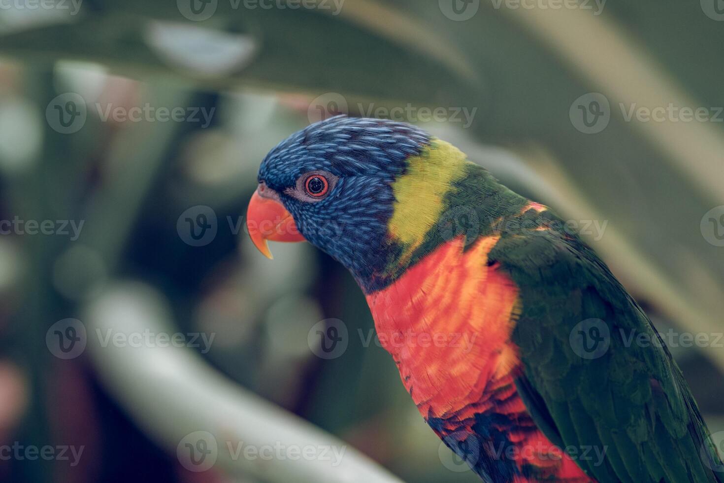 Colorful parrot near leaves in nature photo