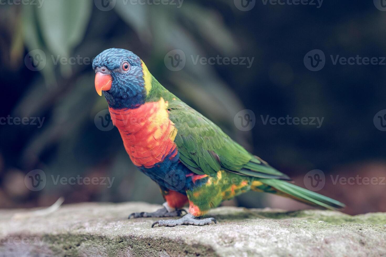 Exotic colorful parrot in nature photo