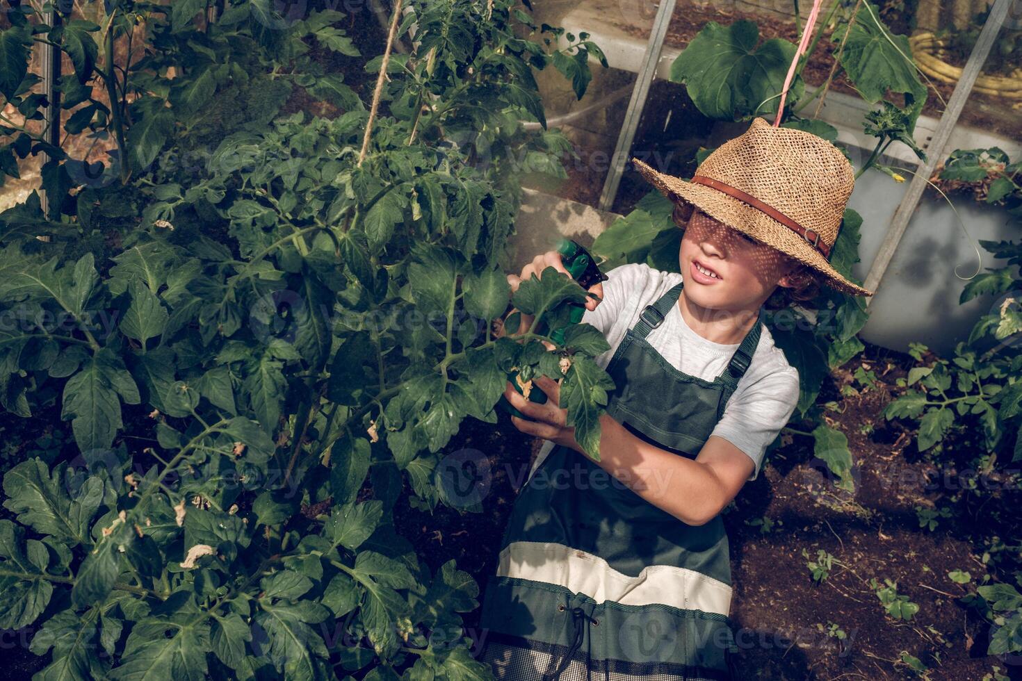 Boy in apron spraying plants in hothouse photo
