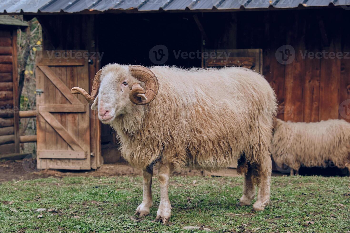 Fluffy sheep in yard of countryside photo