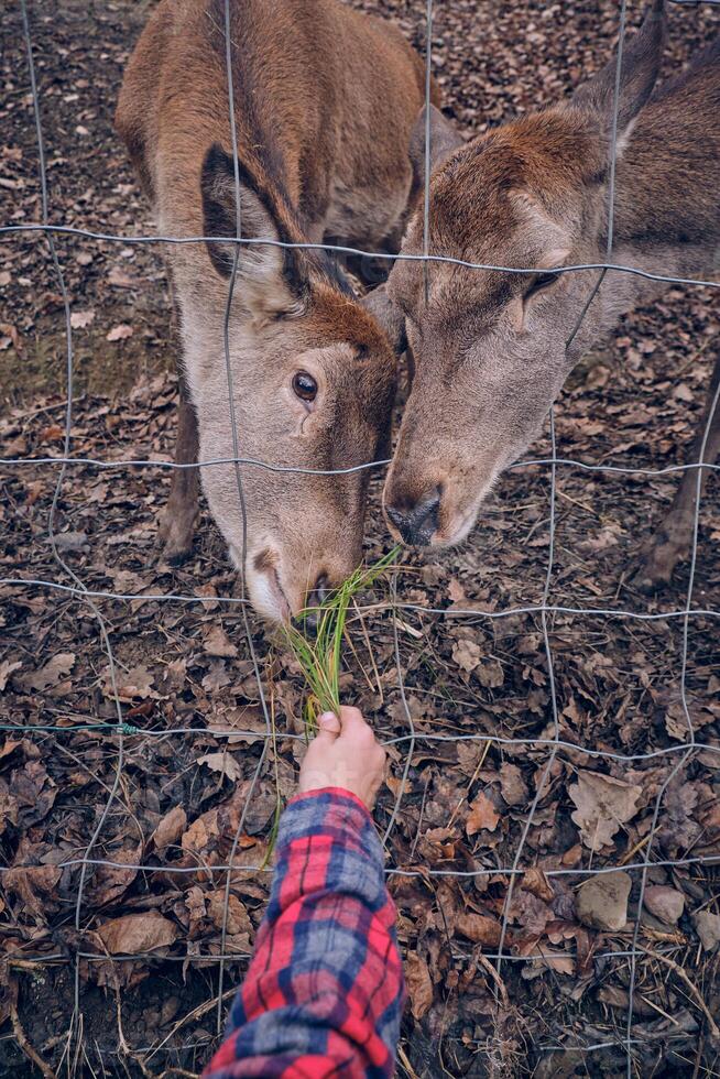 Crop person feeding deer in park photo