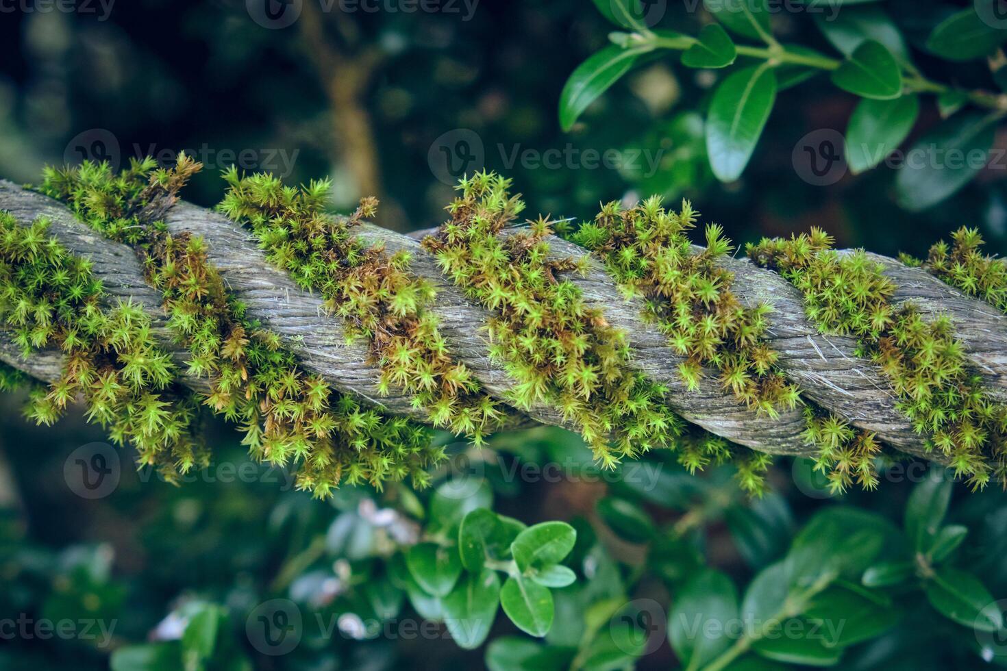 Moss on rope in forest photo