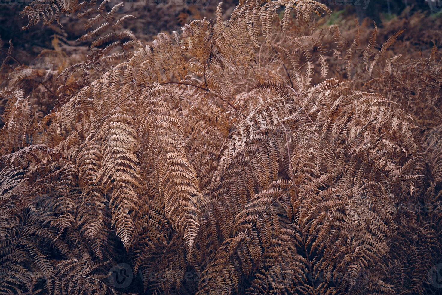 Background of dry fern growing in forest photo