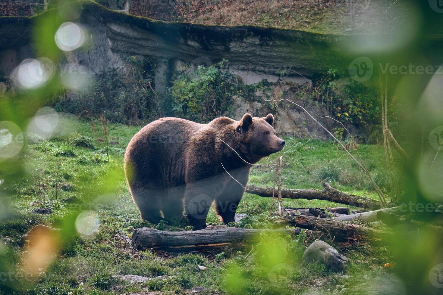 Brown bear in forest looking away photo