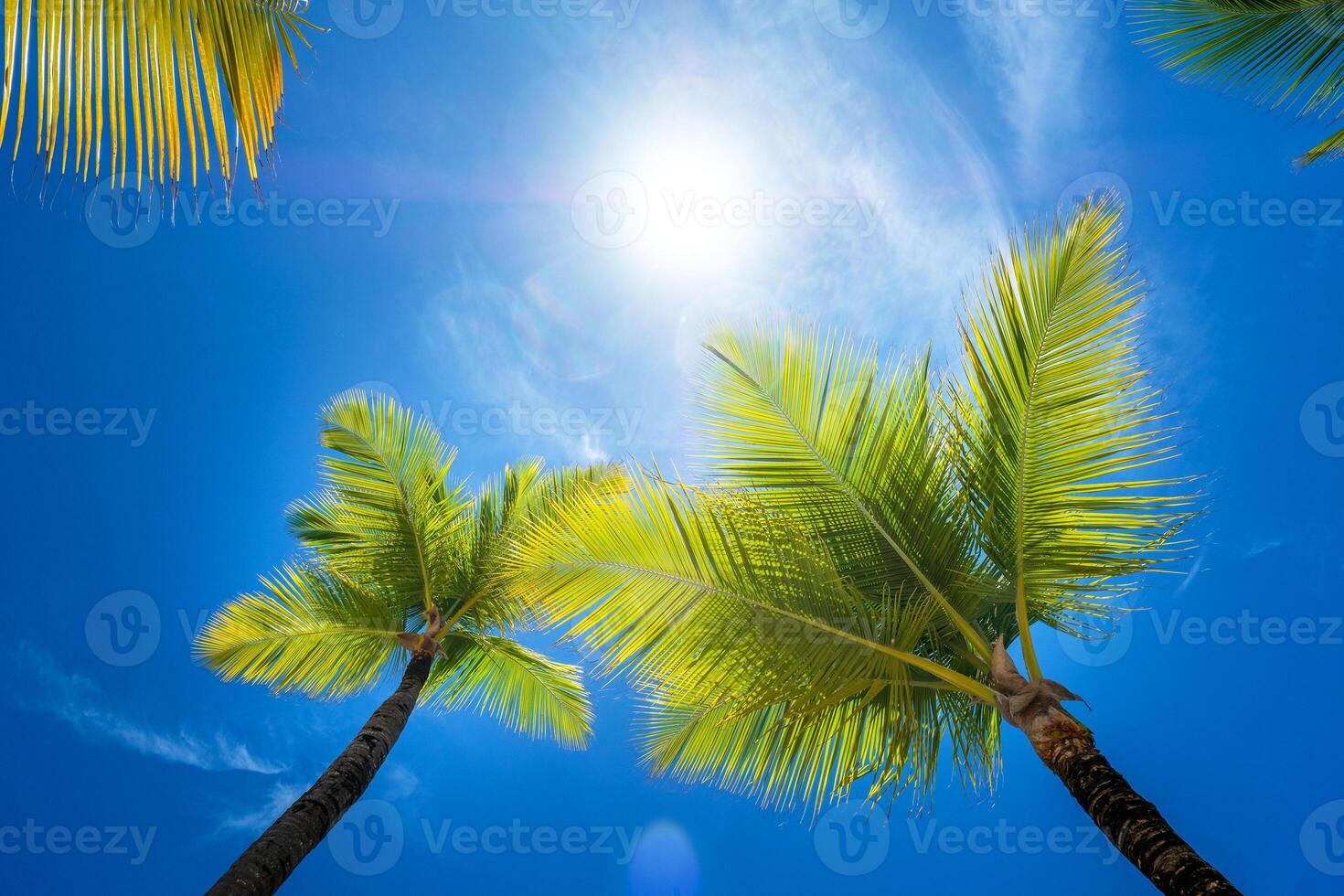 Palm trees under sun in blue sky photo