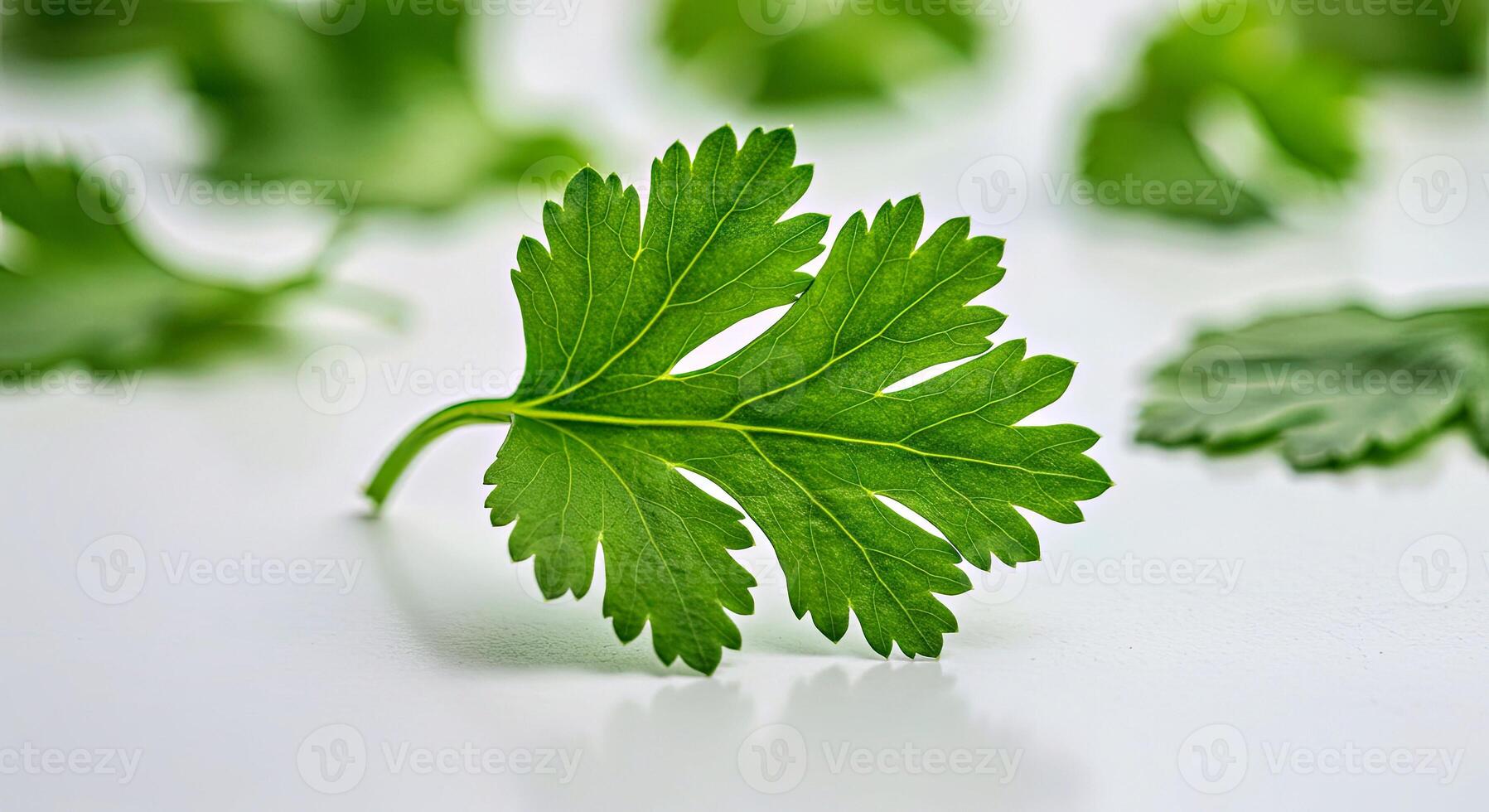 Green leaves on a white surface photo