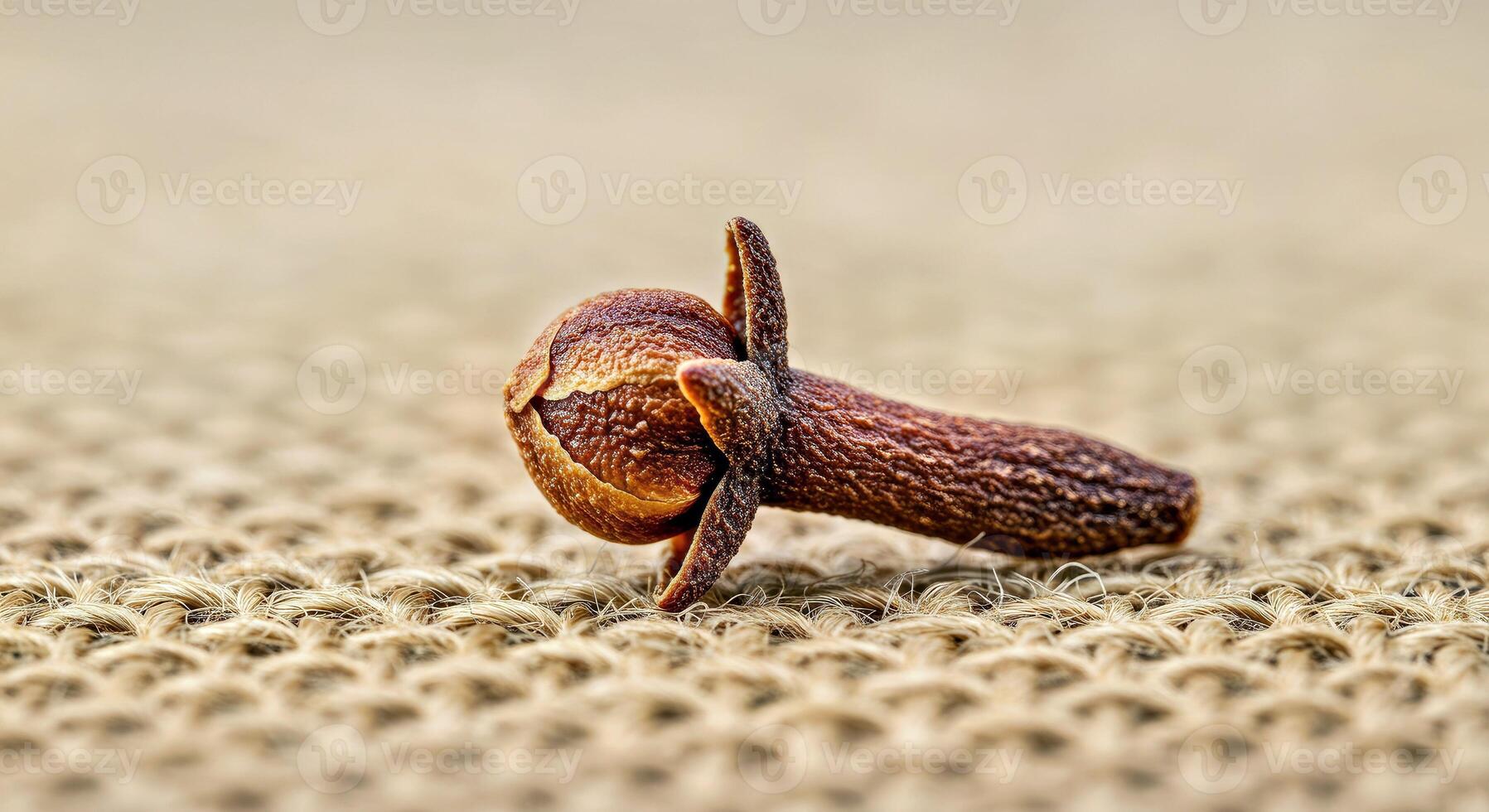 A small brown seed pod on a beige background photo