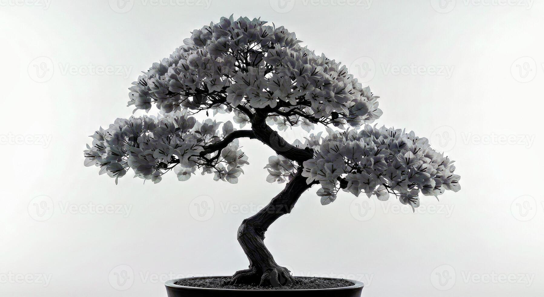 A bonsai tree in a black pot on a white background photo