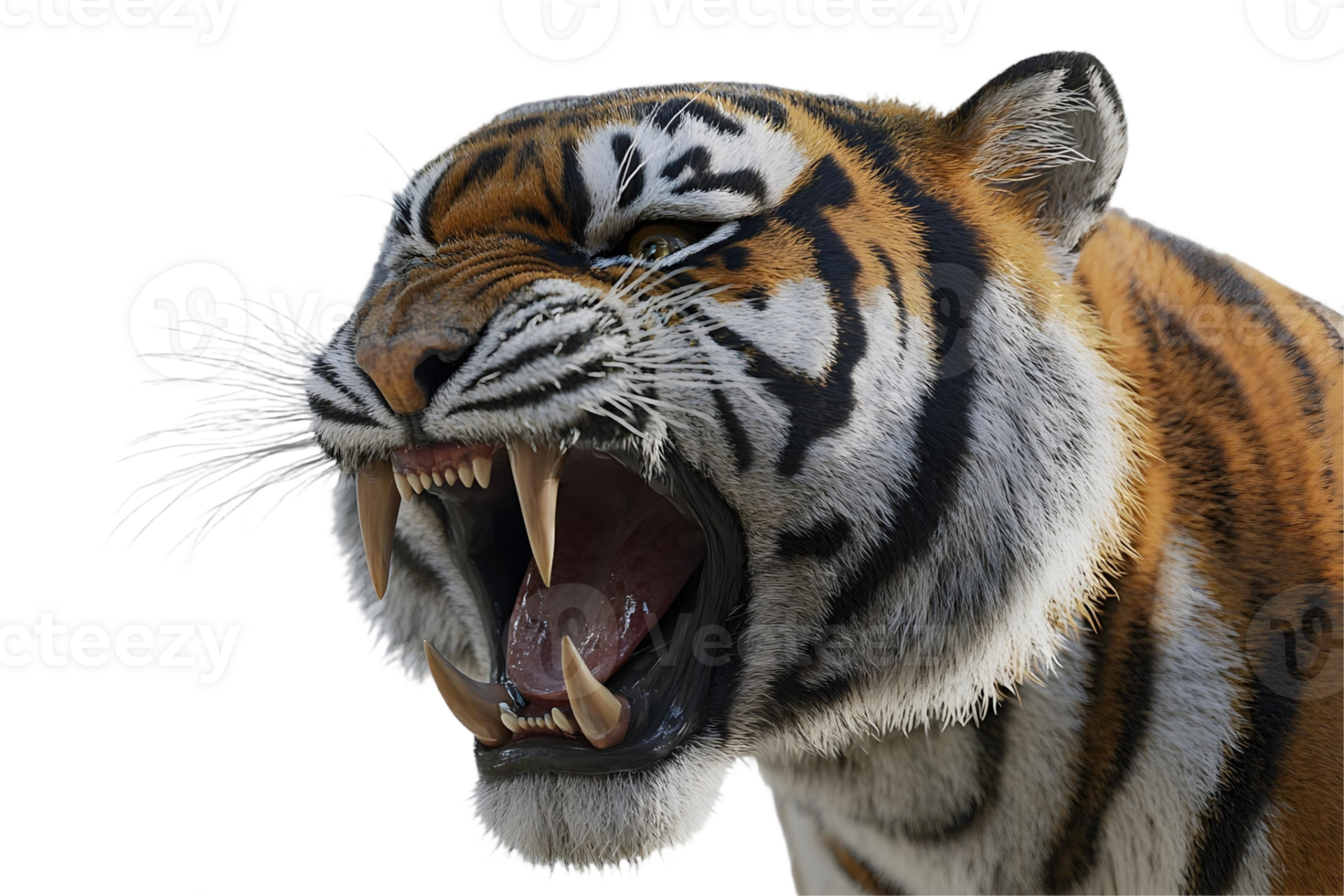 A Closeup of a Roaring Tiger Showing its Powerful Teeth and Striking Stripes in a Dramatic Black Background png