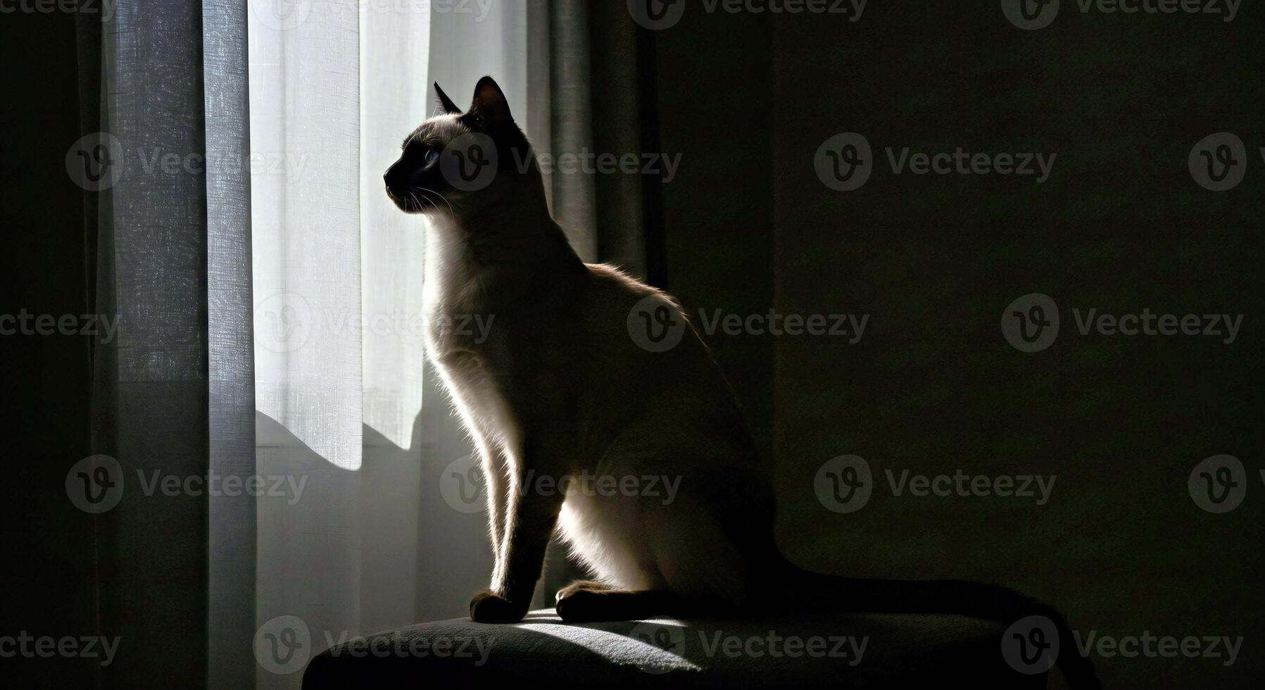 A siamese cat sitting on a chair in front of a window photo