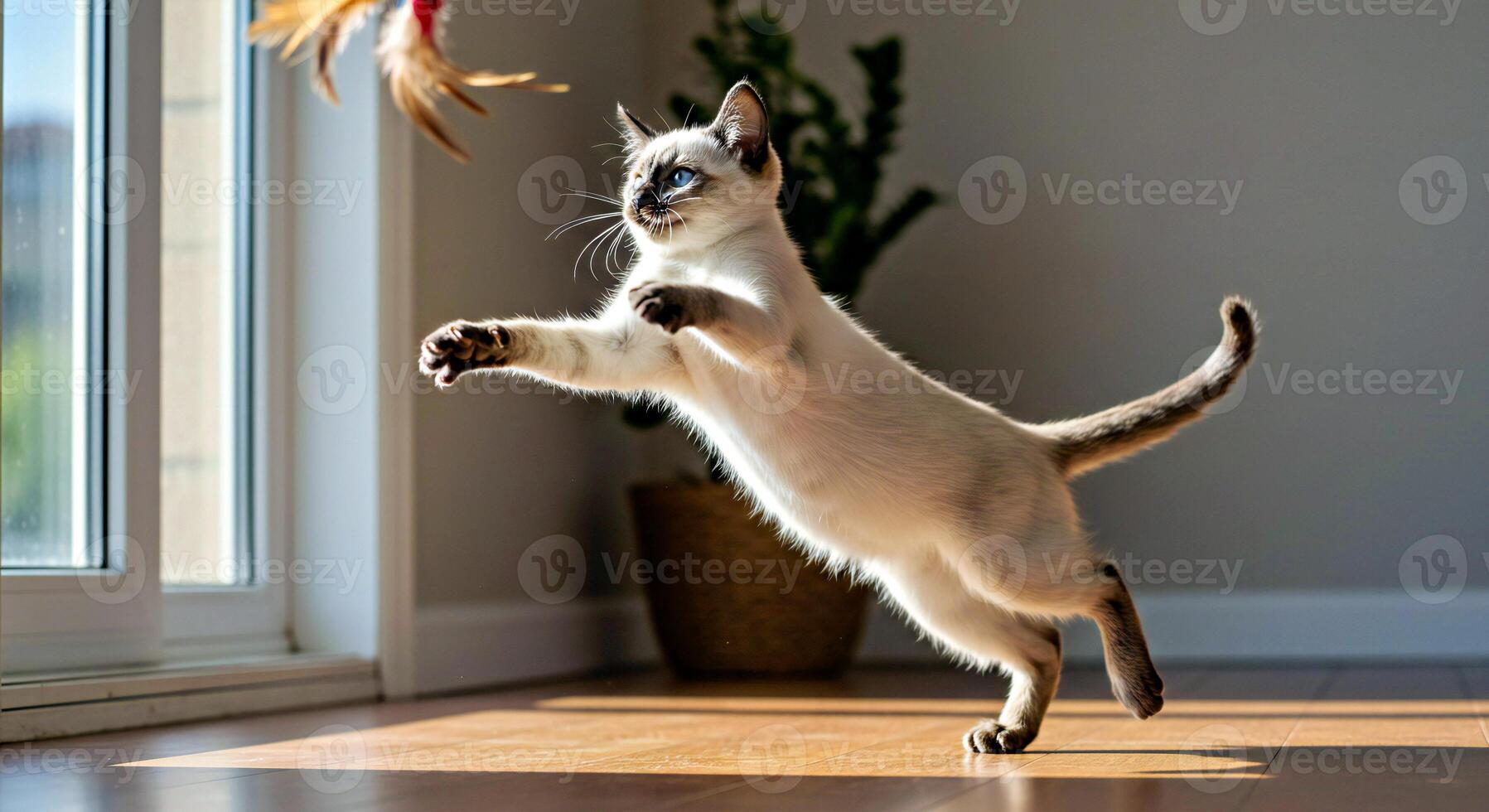 A siamese cat jumping up to catch a toy photo