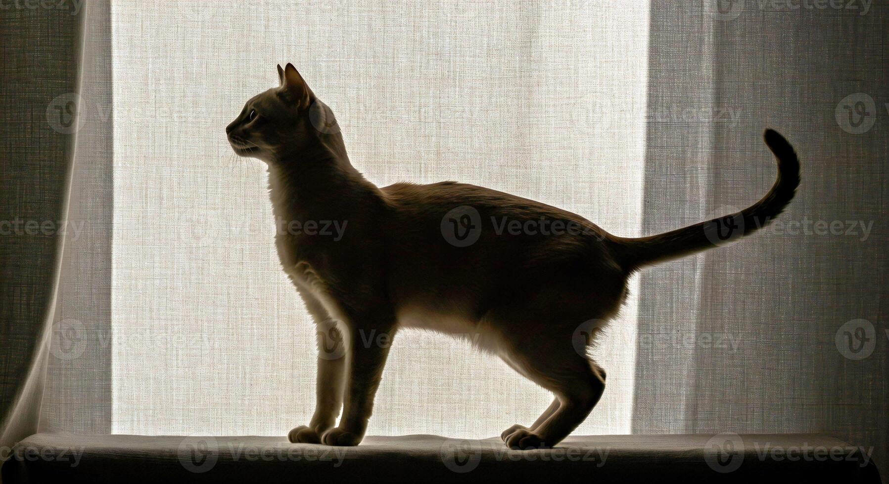 A cat standing on a window sill photo