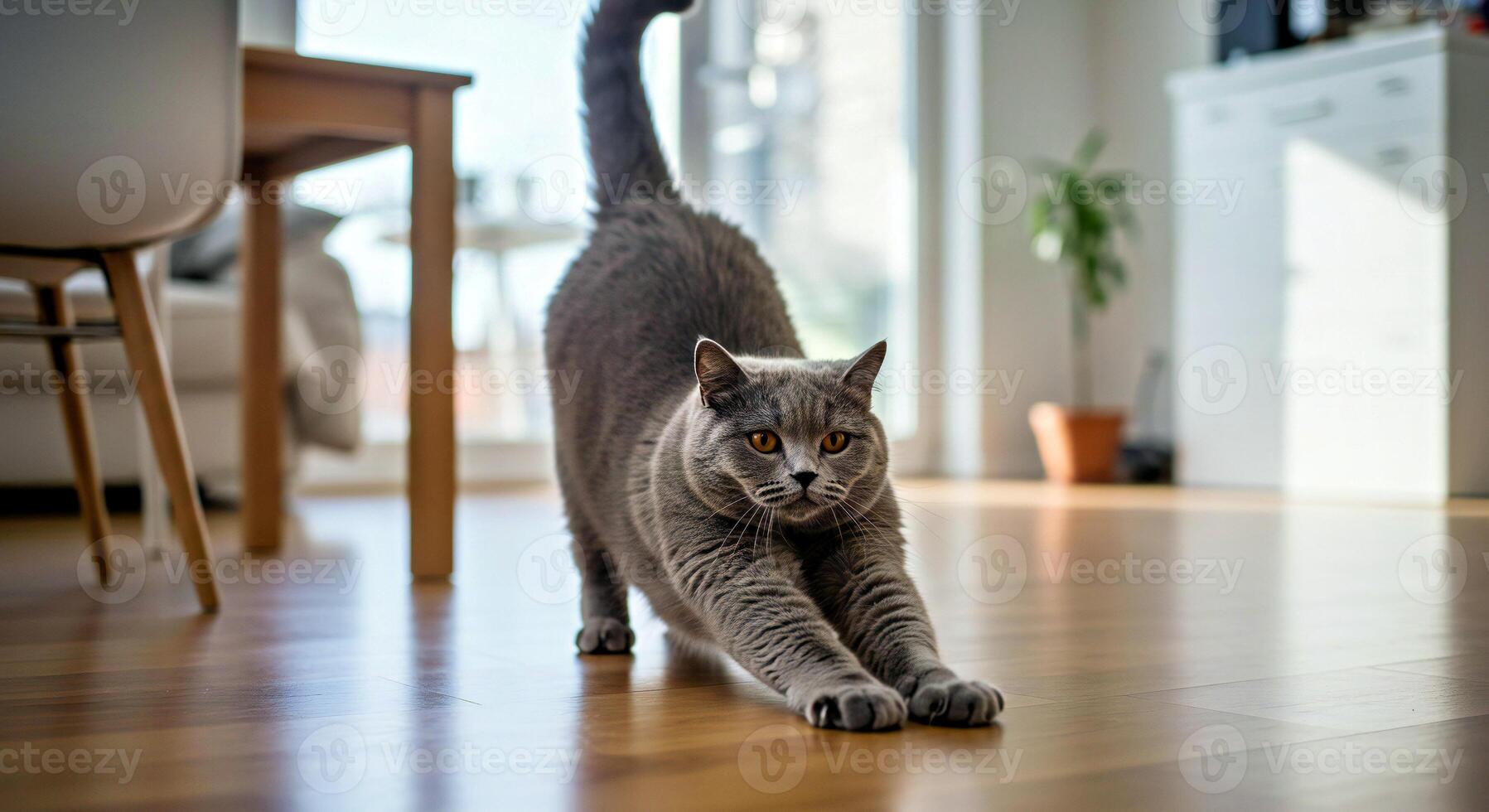A gray cat is walking on a hardwood floor photo