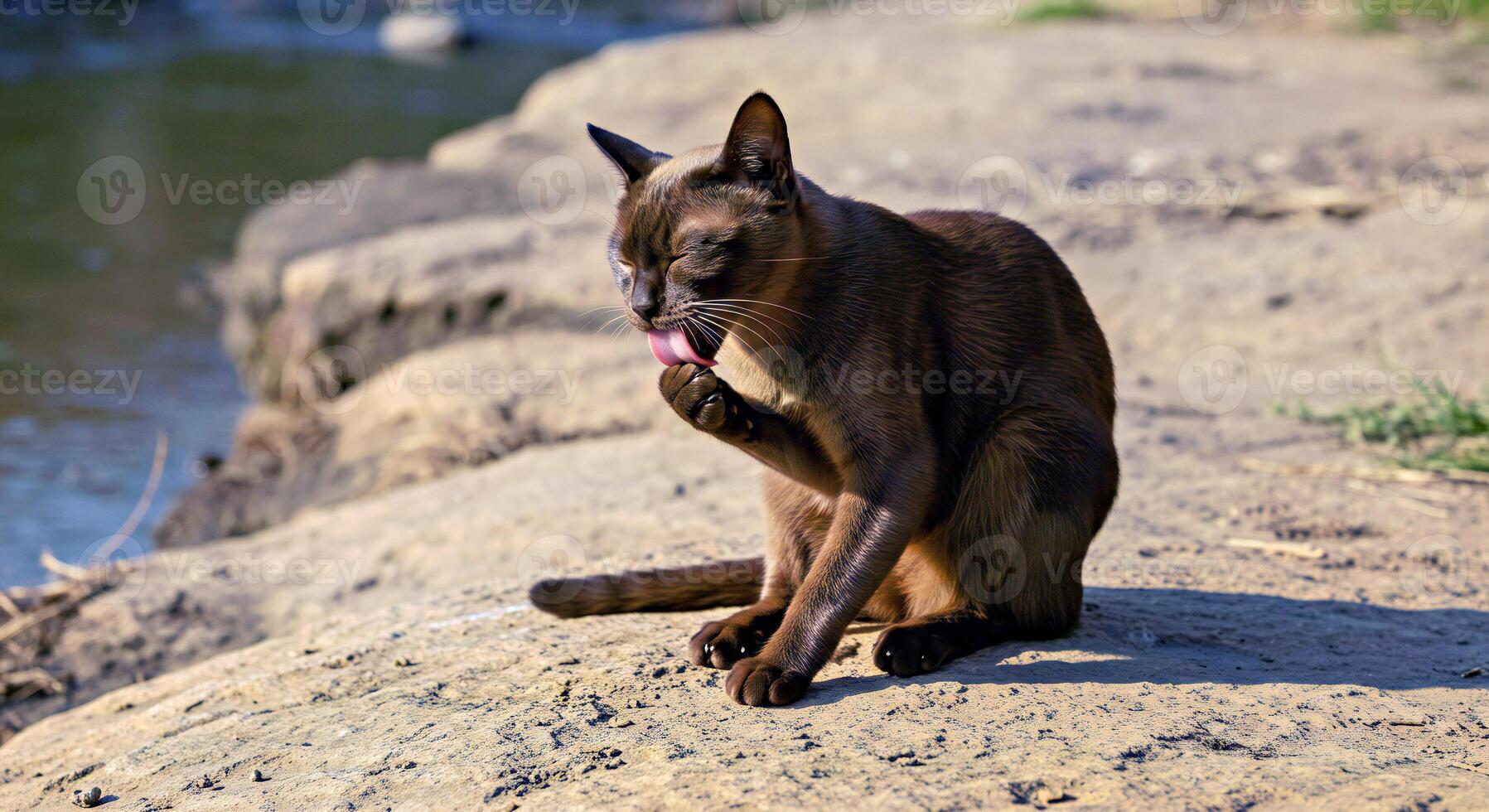 A cat sitting on a rock near a body of water photo