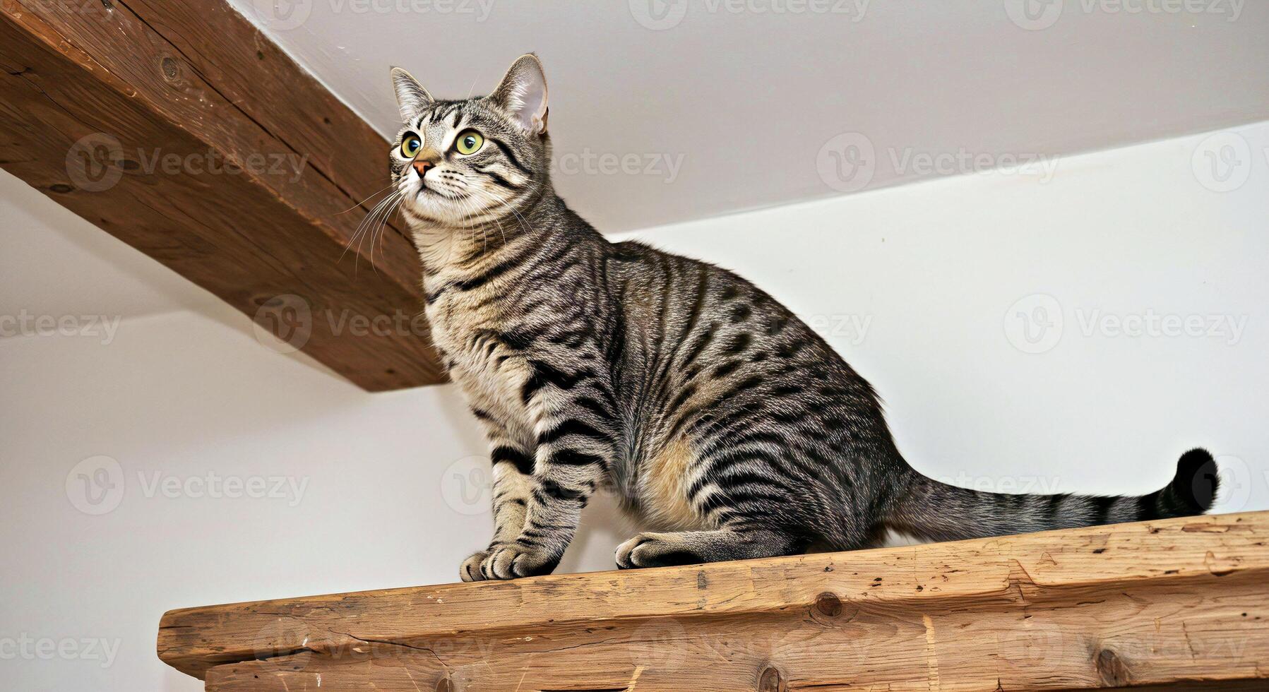 A cat sitting on a shelf looking up photo