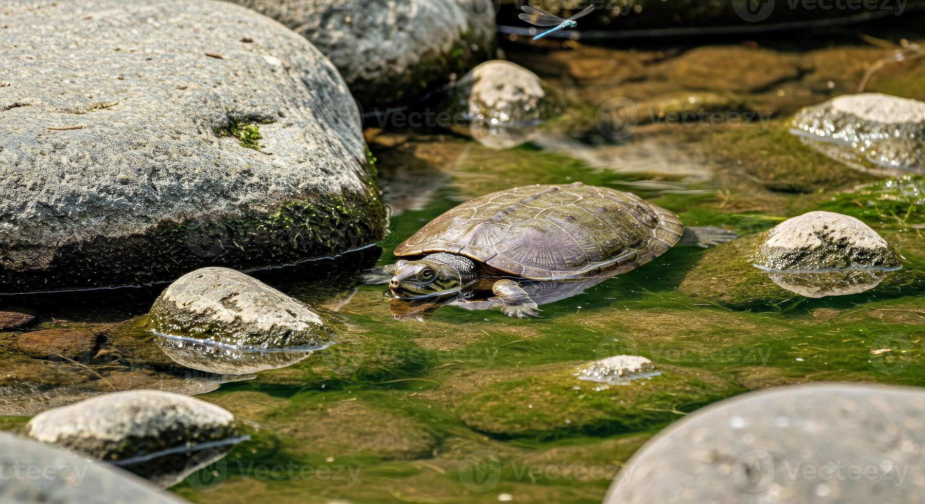 A turtle is swimming in a stream of water photo