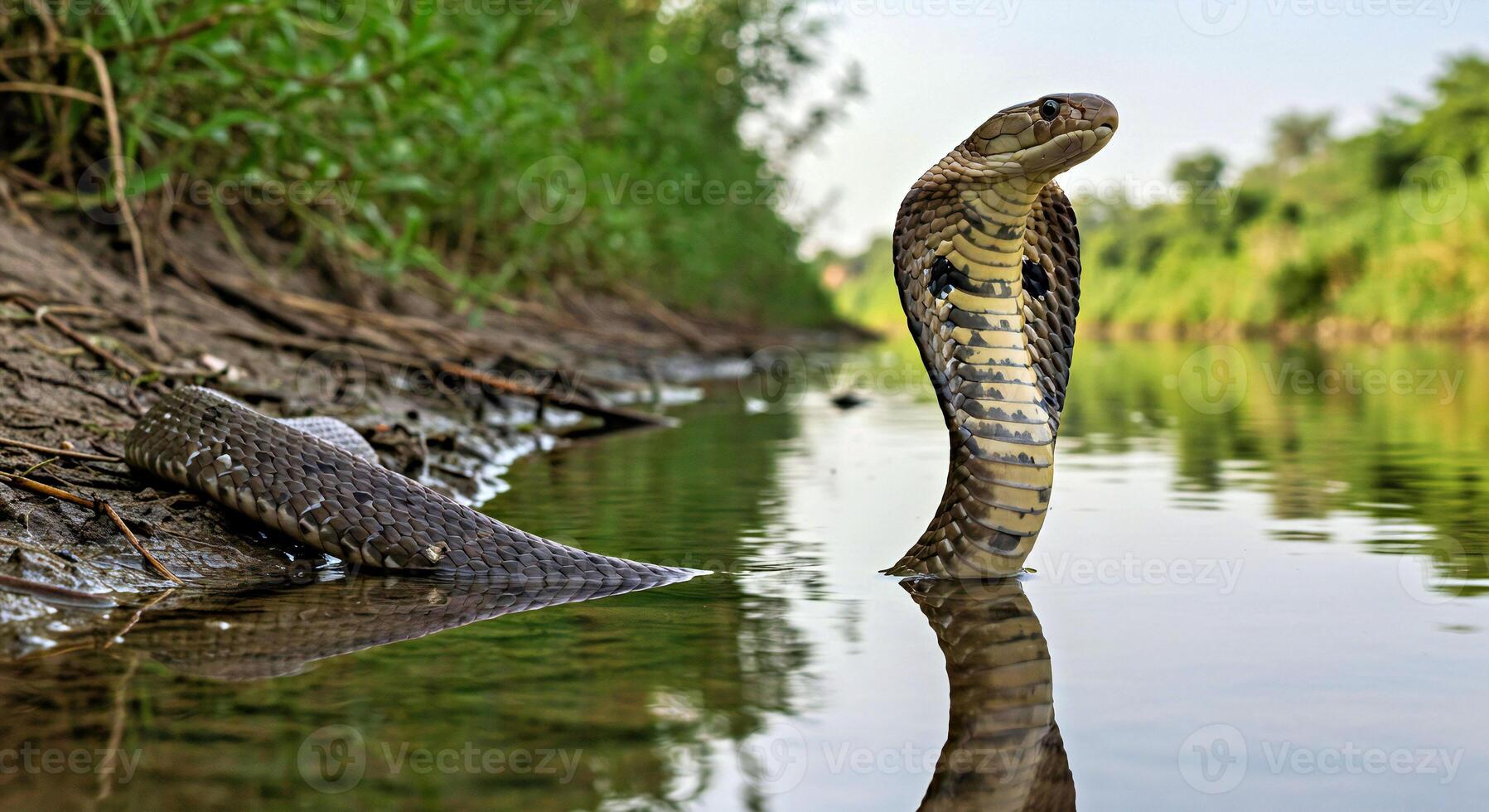 A cobra is standing in the water with its head out photo