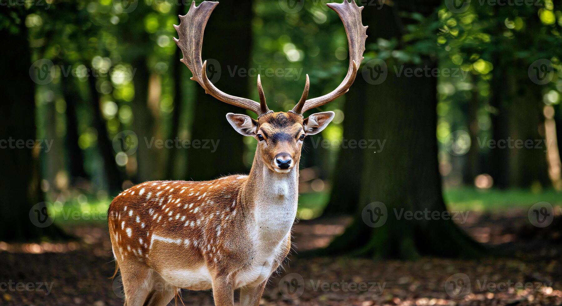 A deer with antlers standing in the woods photo