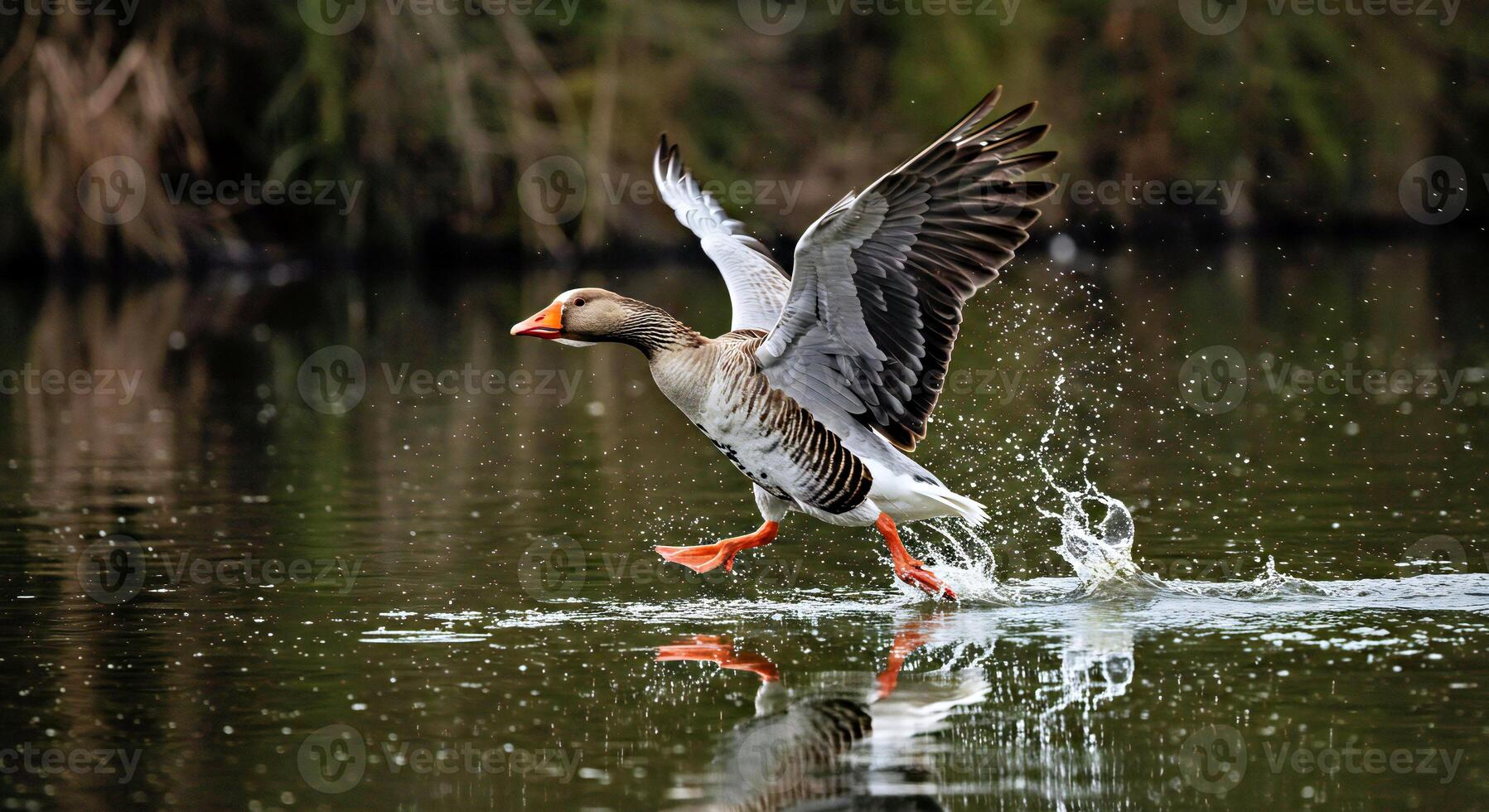 A duck taking off from the water photo