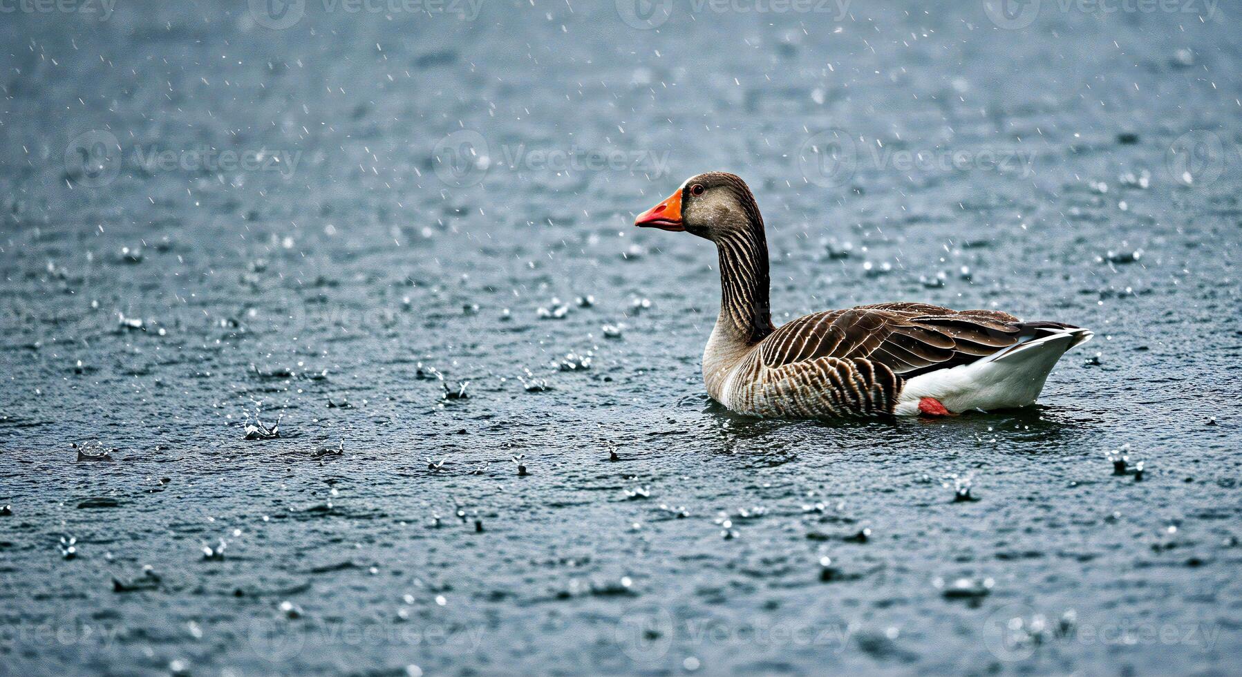 A duck is in the water photo