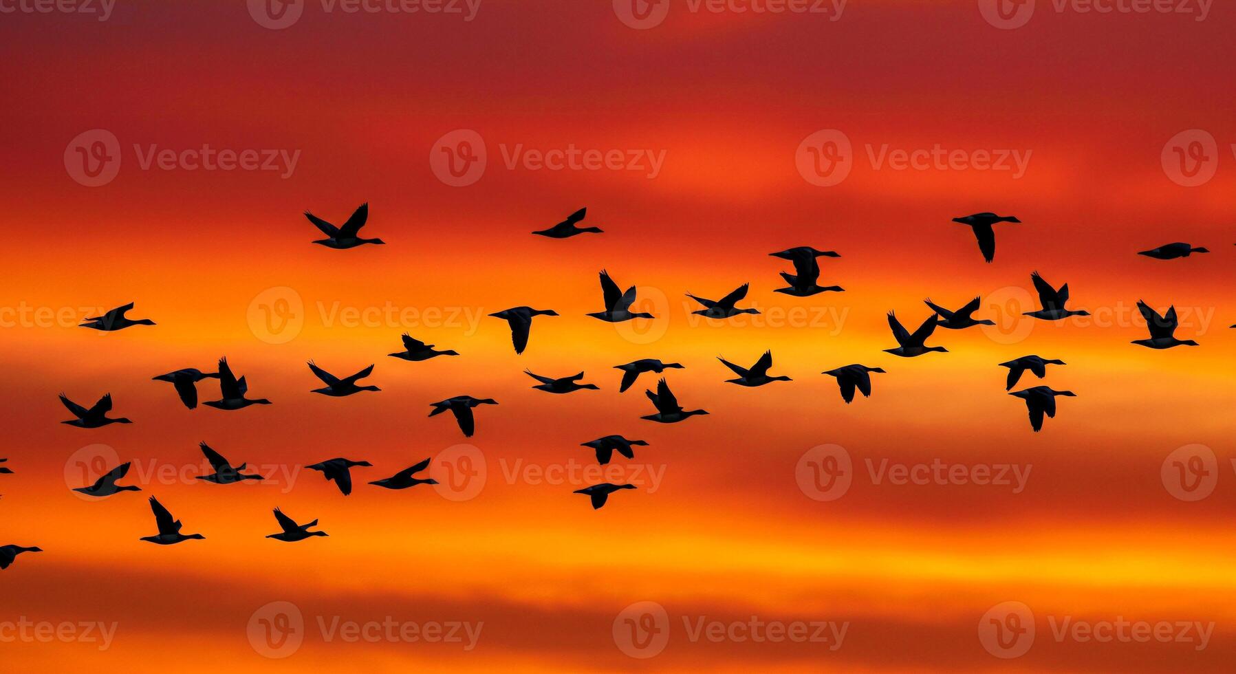 A flock of birds flying in the sky photo