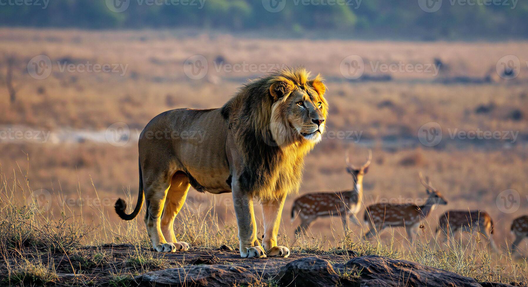 A lion standing on a rock with deer in the background photo